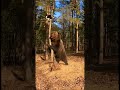 CAT's Desperate Escape from an Angry Bear #cat #bear