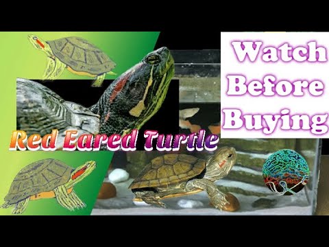 Vídeo: Cuidado da Tartaruga do Slider Vermelho-Orelhudo: Configuração, Alimentação e Manutenção do Tanque
