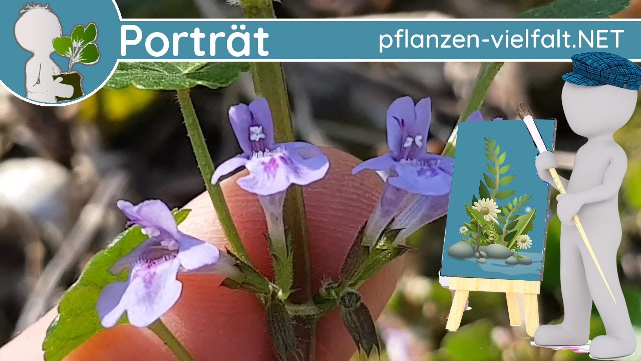 Portrt 030 - Gundermann/Gundelrebe (Glechoma hederacea) -  Wildpflanzen-Steckbrief (Essbar)