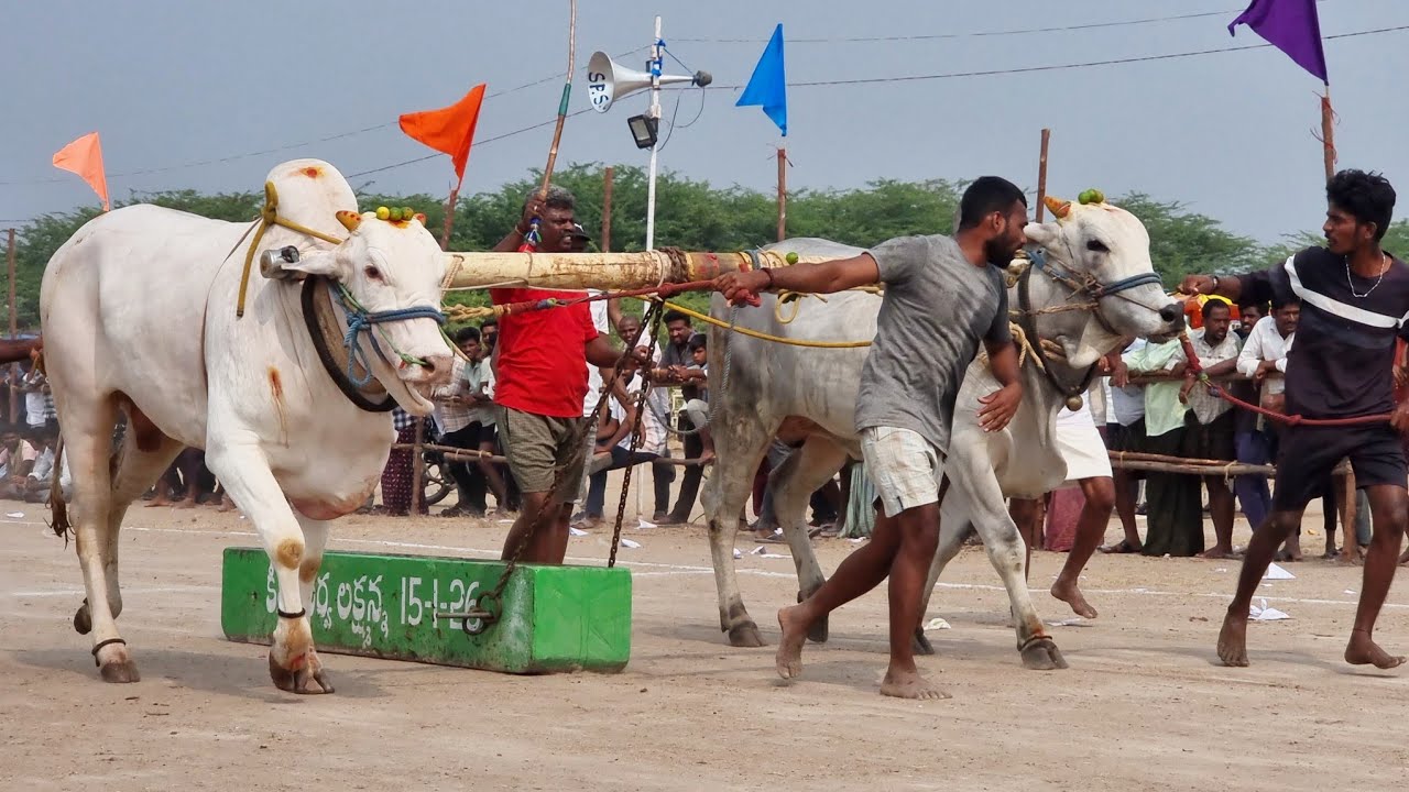 🥇వావిలాల 4పళ్ళ విభాగం బండలాగుడు పోటీలు 6వ జత k వెంకట హేమలత రెడ్డి పాలూరు గ్రామం-ox videos-bulls-oxen