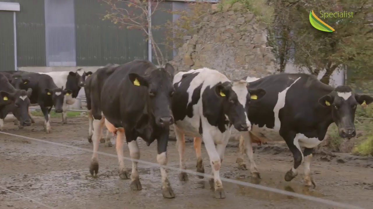 Pitting Beet with Moist Feeds