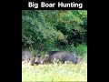Big Pig Hunting | Boar Hunting | Hog Hunting | Animal Hunting Video | Bear Hunting | Deer Hunting