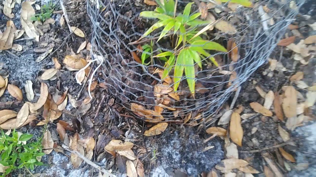 bio charles boyer Growing bamboo from seed and harvested rhizome