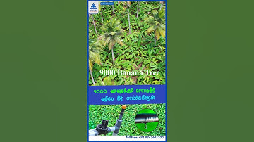 Irrigation of 9000 bananas systematically through an automatic drip irrigation system #raingun