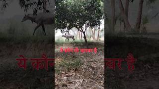 ये कौन सा जानवर है #2 guess the animal  #animals #hours #shorts