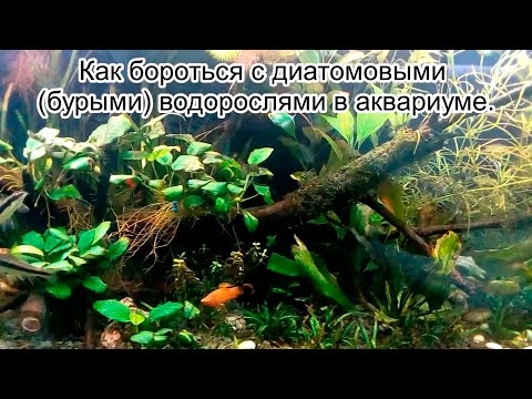 Как бороться с диатомовыми (бурыми) водорослями в аквариуме.