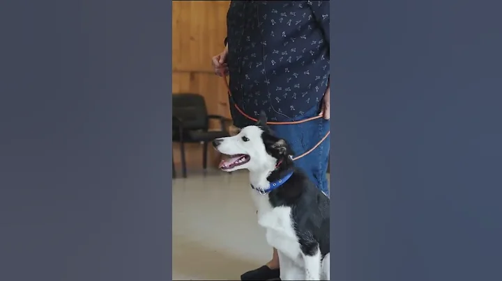 How to Train Your Dog to Stop Biting Part Two