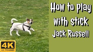 Jack Russell Terrier is Playing with Stick  4K Dog Video