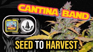 CANTINA BAND 👽🎺 | Mephisto Genetics SEED to HARVEST Autoflower Grow