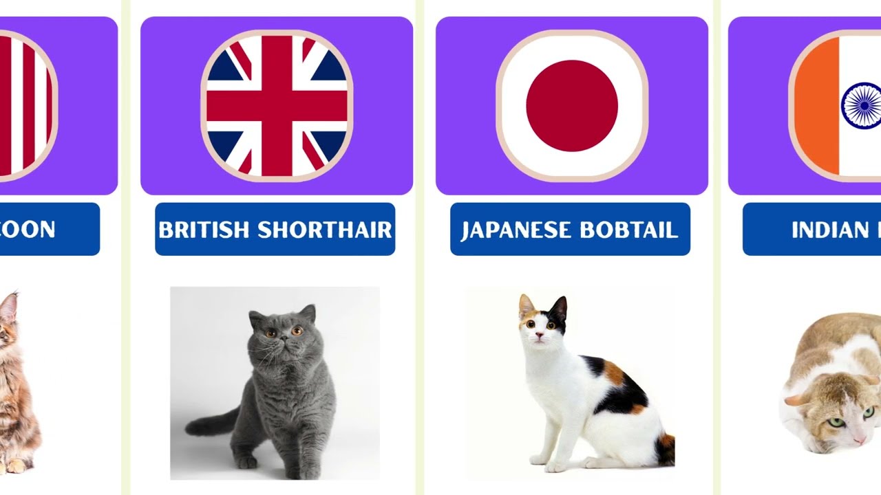 Top Cat Breeds From Different Countries | World’s Most Popular Cats 🌍🐱