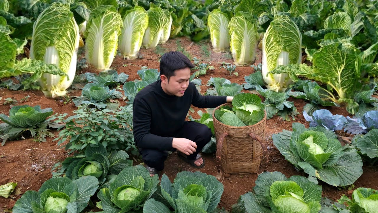 Finally, after many days of tending to her cabbages, Linh harvested her first crop.