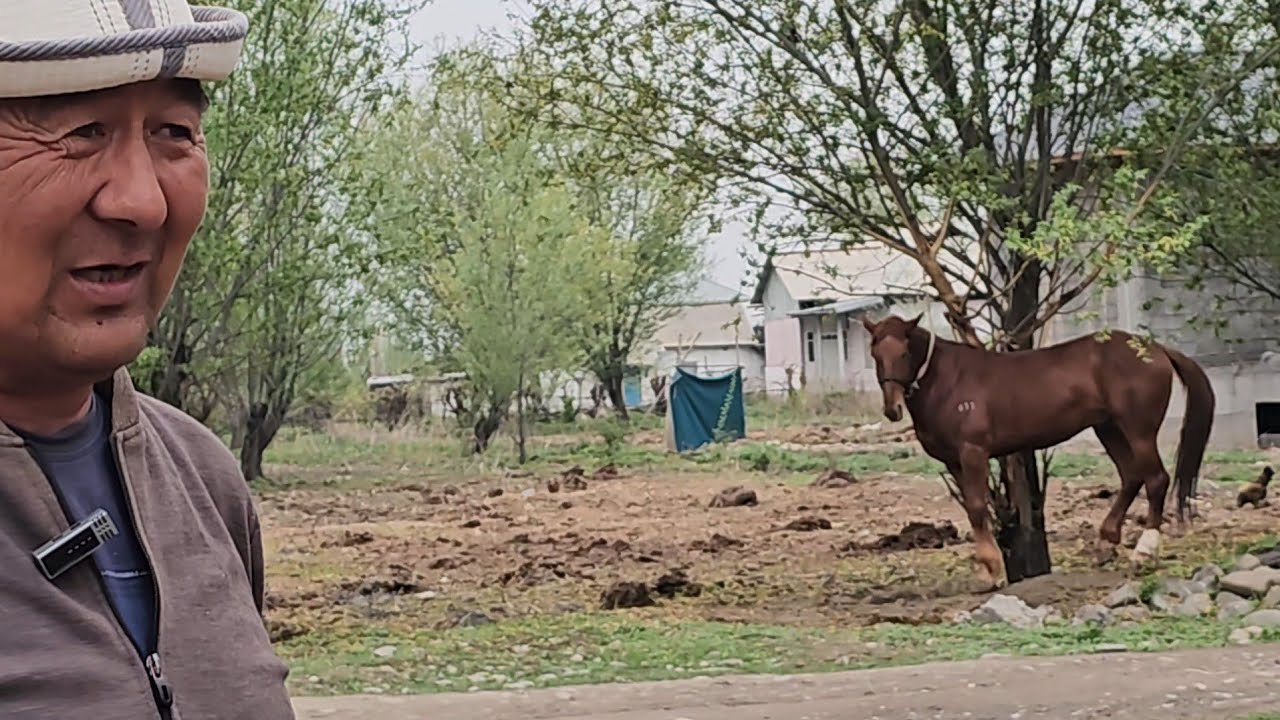 Камал аке Ноокаттагы улак тууралуу айтты👈9 апреля 2025 г.