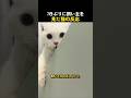 7日ぶりに飼い主を見た猫の反応w
