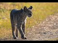 Nikon D500 + 500PF - Florida wildlife photography PART 1: BOBCAT ENCOUNTER