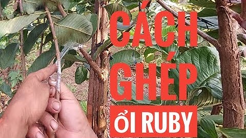 cách ghép ổi Ruby