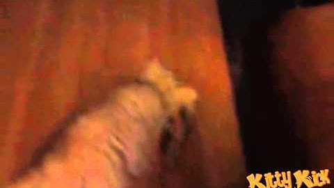 The Kitty Kick Stix Popular 15" Cat Toy