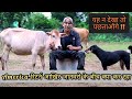 America रिटर्न आखिर यह क्या कर रहा || Vegan Farm || Animal Rescue || Hello Kisaan