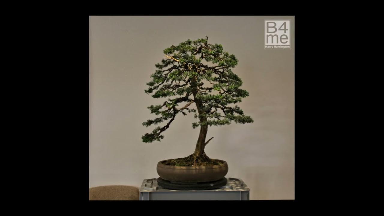 Styling A Chinese Juniper Bonsai YouTube