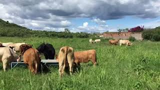 Ganado Comercial en Los Altos de Jalisco