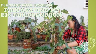 Propagating my 2 largest Philodendron motherplants pt1| Planting with Jewelyn | ILOVEJEWELYN