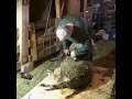 Watch A World-Class Sheep Shearer Work His Magic #sheep #farming