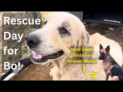 From Rescue to Forever Home: Gwen’s Journey + Bo’s Big Day | Big Family Rescue