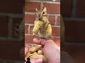 Duet with chipmunksandfriends funny chipmunk squirrel chipmunkversion cute animal