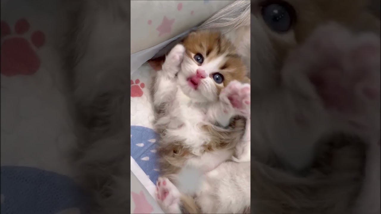 Adorable Little Kitten Licking Its Tiny Paw 🐾 | Cutest Cat Moment Ever!  