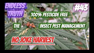 Endless Truth #43 The Beginning of our Charlottes Web Debacle. No Joke Harvest, And possibly an Oops