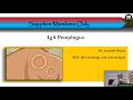 [Sapphire Members Only] IgA Pemphigus: Histopathology, Clinical Features, and Management
