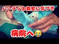 バナナパーティをしてたら病変に気づいたので病院にいってきた・・・【ハムスター】【マイボーム腺】