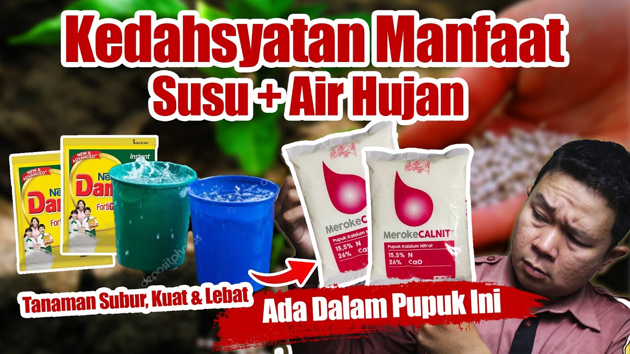 Wajib Tau ❗❗❗ Pupuk Ini Punya Manfaat Susu Dan Air Hujan - Agar Tanaman Subur, Kuat & Berbuah Lebat