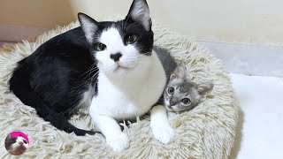 Милый спасенный котенок любит большого кота Му и обнимается с ним, как с мамой-кошкой