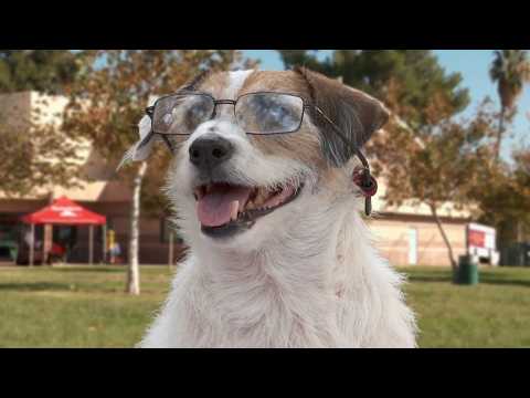 A Doggone Hollywood still