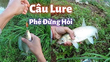 (Câu Lure)Lần Đầu Tiên Làm Chuyện Ấy Cá Rô Phi Trắm Đớp Mồi Giả Liên Tục Phê Phải Biết|NhậtKýCâuAo