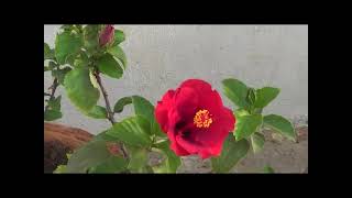 Beautiful Red Gudhal Flower