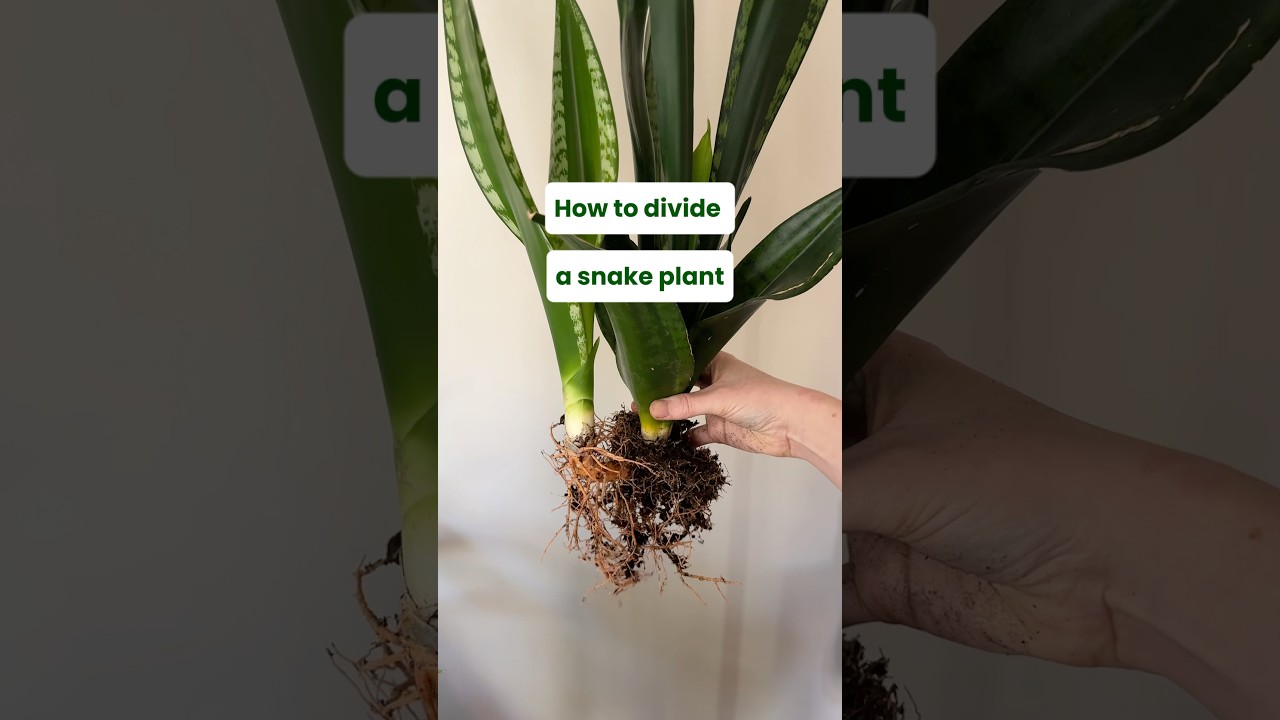 How to divide snake plant pups #houseplants #propaganda #houseplantcare -  YouTube