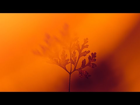 Davide Ferrario, Enoo Napa, Dalai - Desert - Enoo Napa Remix