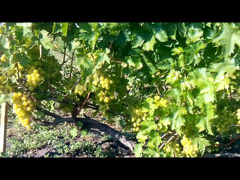 Виноград Новый Подарок Запорожью