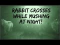 Rabbit Crossing on Wolf Gap Road and Forest Road 92, VA 2.14.2021 from Episode 28