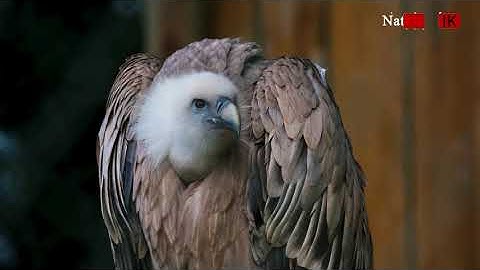Vultures - Photographing the Antiheroes of Our Ecosystems |Nature Explorer|