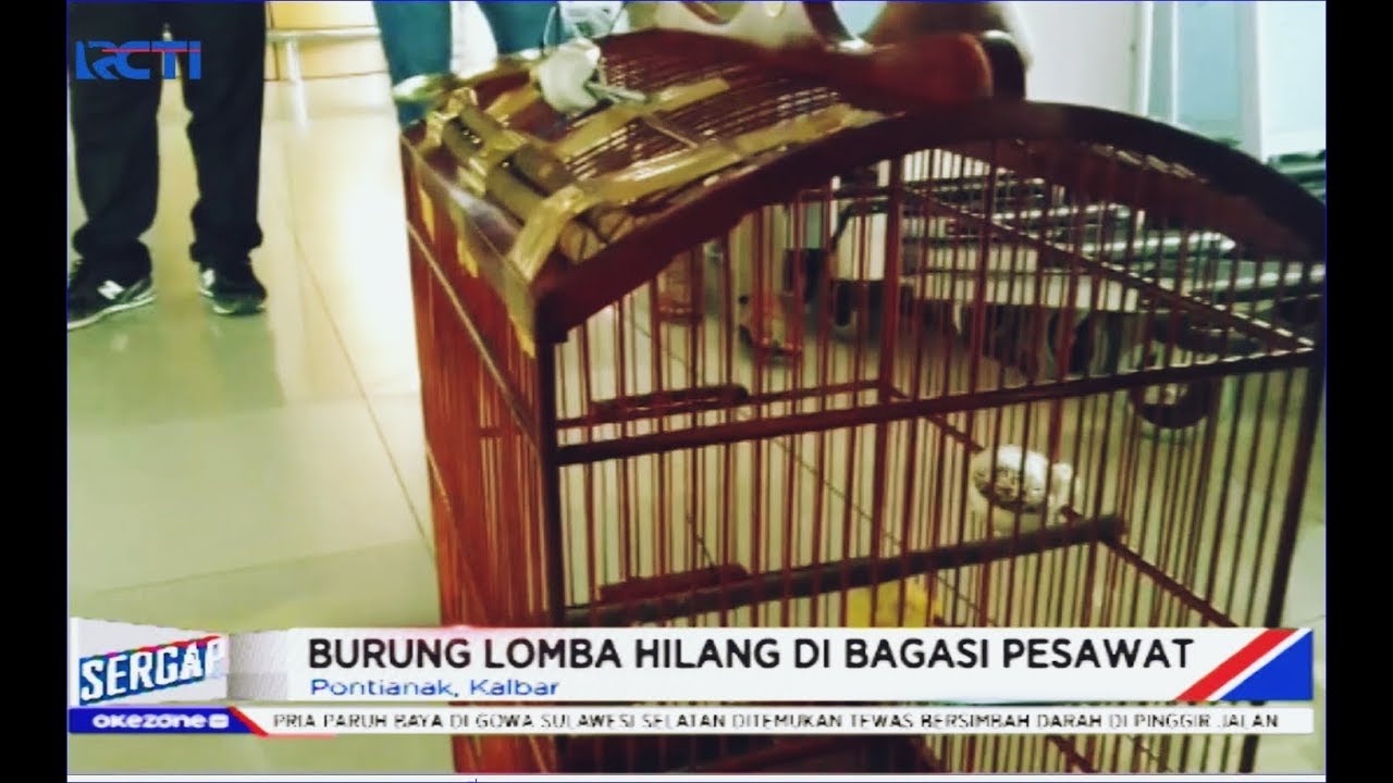 Burung Kicau Aduan Seharga Rp150 Juta Hilang di Bagasi Pesawat Garuda