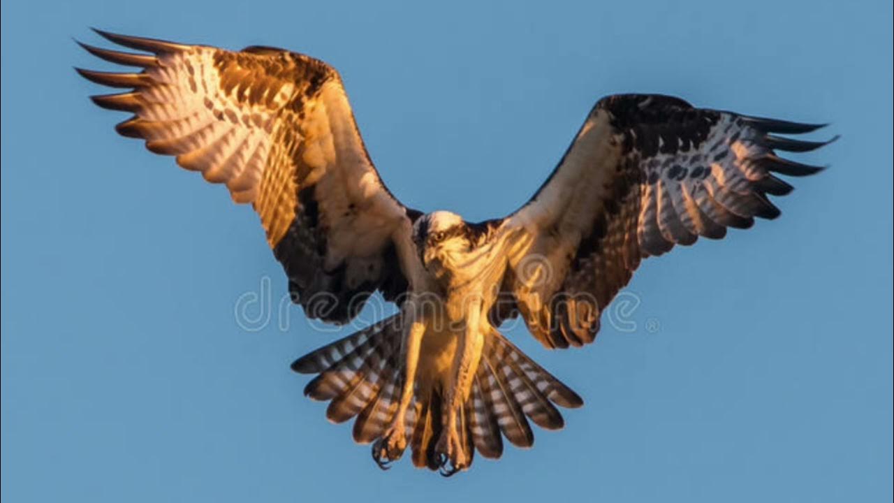 Large Bird Wings Flapping Flying Sound Effect JWA YouTube large-bird-wings-flapping-flying-sound-effect-jwa-youtube
