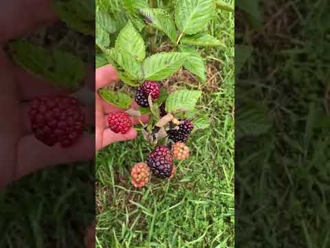 Видео: Blackberry Fruit Rot - Бөөрөлзгөнө бут дээрх Penicillium жимсний ялзралын талаар мэдэж аваарай