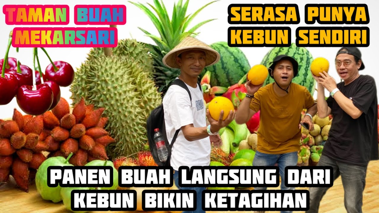 PANEN BUAH-BUAHAN LANGSUNG DARI KEBUN BIKIN KETAGIHAN ..‼️
