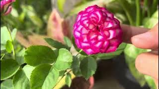 Seeing the roses blooming in the yard