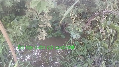 Câu cá lóc bằng vịt tập 4#15năm câu cá lóc lần đầu thấy lòng ròng mà phải bỏ vì cá quá lóc quá nhỏ