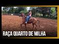 Quarto de Milha ganha força em Minas com genética, manejo e alto desempenho