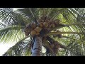 Как на своем участке вырастить огромную кокосовую пальму