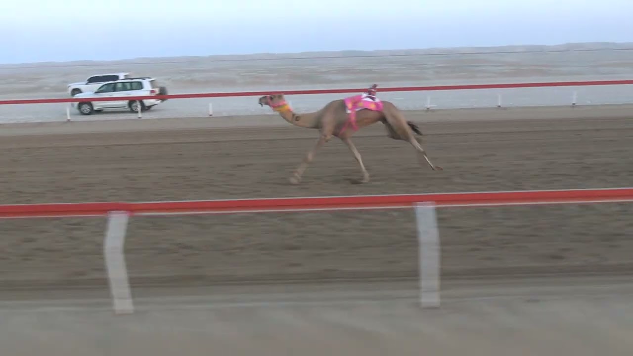 الشوط 3 ♡(  شاهين ) للسيد : سلطان مسيعد سويد قران المنصوري توقيت 9.30.09